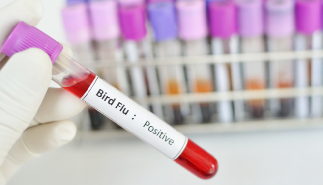 Tips to Keep Avian (Bird) Flu from Flying the Coop